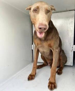HADES -  Doberman Pinscher Dog for Adoption in Houston, Texas - HADES | PetCurious