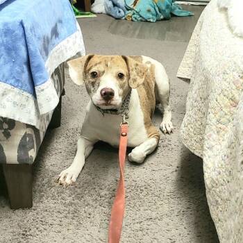 Rescue Beagle Dogs for Adoption in Phoenix, Arizona - Emma | PetCurious