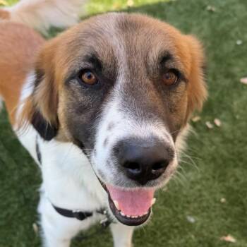 Dacquoise -  Great Pyrenees Dog for Adoption in Walnut Creek, California - Dacquoise | PetCurious