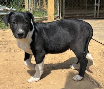 Catahoula Leopard Dog and Labrador Retriever Dogs Available for Adoption in Horn Lake, Mississippi - Snoopy - Holly’s Litter Of 8 | PetCurious