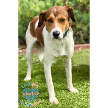 Canela COH -  Husky and Beagle Dog for Adoption in Inglewood, California - Canela COH | PetCurious