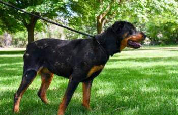Bow -  Rottweiler and Mixed Breed Dog for Adoption in Yakima, Washington - Bow | PetCurious
