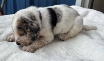 Chief Derby -  Hound Dog for Adoption in Waunakee, Wisconsin - Chief Derby | PetCurious