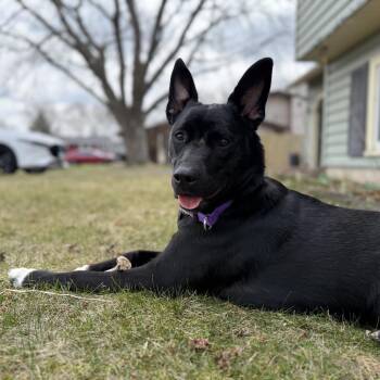 Border Collie Dogs Available for Adoption in Minneapolis, Minnesota - Nesta | PetCurious