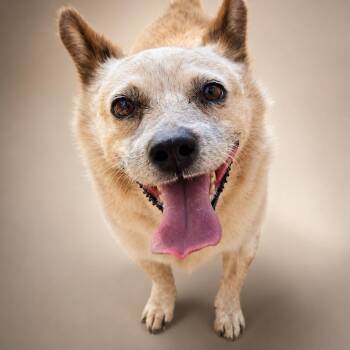Bingo -  Cattle Dog Dog for Adoption in Newport, Tennessee - Bingo | PetCurious