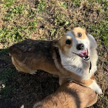 Cagney -  Pembroke Welsh Corgi Dog for Adoption in Fairmont, Minnesota - Cagney | PetCurious