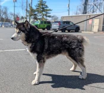 Siberian Husky and Mixed Breed Dogs Available for Adoption in Hamilton Township, New Jersey - Henry | PetCurious