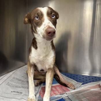 Wonder -  Australian Shepherd and Mixed Breed Dog Available for Adoption in Corpus Christi, Texas - Wonder | PetCurious