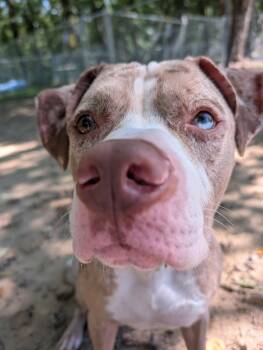 Sox -  Pit Bull Terrier Dog for Adoption in Reisterstown, Maryland - Sox | PetCurious