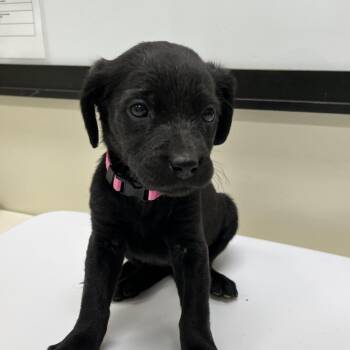 Honey Crisp -  Labrador Retriever and Hound Dog for Adoption in Lynchburg, Virginia - Honey Crisp | PetCurious
