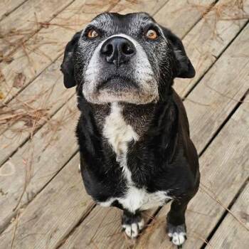 Milla -  Mixed Breed Dog for Adoption in Atoka, Tennessee - Milla | PetCurious