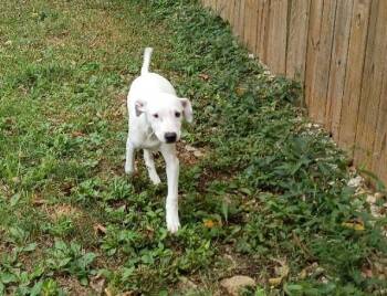 Adam -  Mixed Breed Dog for Adoption in Crocker, Missouri - Adam | PetCurious