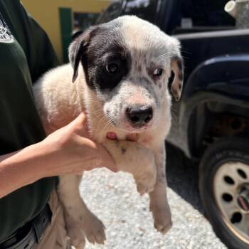Achilles -  Mixed Breed Dog for Adoption in Valley, Alabama - Achilles | PetCurious