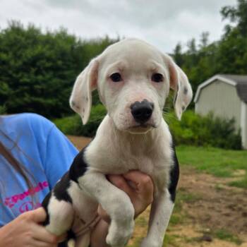 CT Mona -  Australian Shepherd and Mountain Cur Dog for Adoption in Eastford, Connecticut - CT Mona | PetCurious