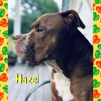 Hazel -  American Bully Dog for Adoption in Red Lodge, Montana - Hazel | PetCurious