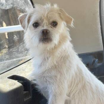 Terrier Dogs Available for Adoption - Lila  | PetCurious