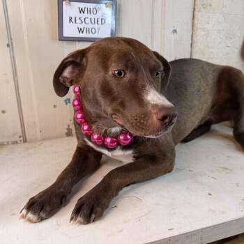 Jewel - 150 adoption fee -  Labrador Retriever and Coonhound Dog for Adoption in Atlanta, Texas - Jewel - 150 Adoption Fee | PetCurious