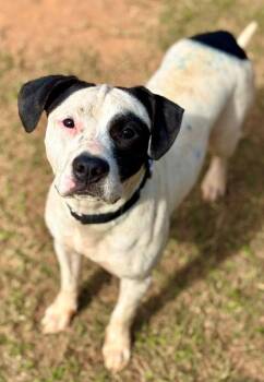 ROTINI -  American Staffordshire Terrier Dog for Adoption in York, South Carolina - ROTINI | PetCurious