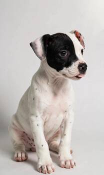 WINSTON -  American Staffordshire Terrier Dog for Adoption in Houston, Texas - WINSTON | PetCurious