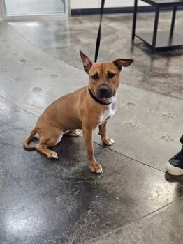 Pit Bull Terrier and Terrier Dogs Available for Adoption in Rockwall, Texas - Found Stray: Brandy | PetCurious