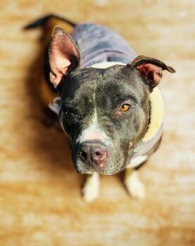 BUSTER -  American Staffordshire Terrier Dog for Adoption in Richmond, Texas - BUSTER | PetCurious
