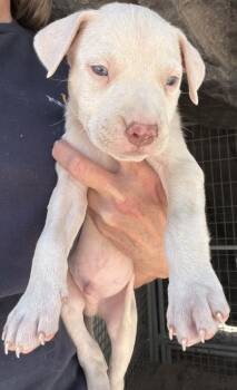 Pit Bull Terrier Dogs Available for Adoption - Grizzly | PetCurious