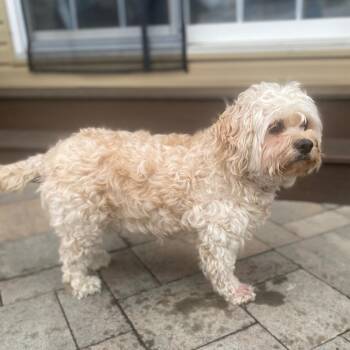 Cavalier King Charles Spaniel and Bichon Frise Dogs Available for Adoption in West Chester, Pennsylvania - Bella | PetCurious