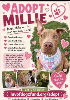 American Staffordshire Terrier and Labrador Retriever Dogs Available for Adoption in Scottsdale, Arizona - Millie | PetCurious