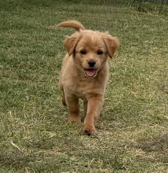 Eddie -  Puggle and Mixed Breed Dog for Adoption in Coppell, Texas - Eddie | PetCurious