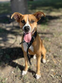 Basenji Dogs Available for Adoption in Harlingen, Texas - Axel | PetCurious