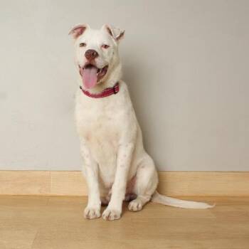 Pit Bull Terrier Dogs Available for Adoption in Minnetonka, Minnesota - Hobson D68547 | PetCurious