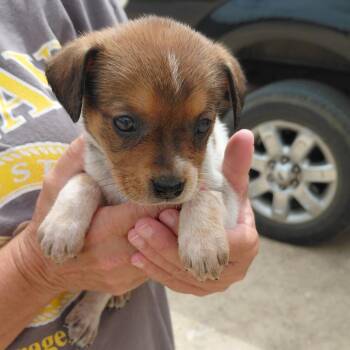 Stella 3293 -  Bluetick Coonhound and Mixed Breed Dog for Adoption in Loxahatchee Groves, Florida - Stella 3293 | PetCurious