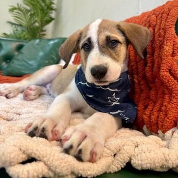 King Plus One -  Great Pyrenees and Labrador Retriever Dog for Adoption in Friendswood, Texas - King Plus One | PetCurious