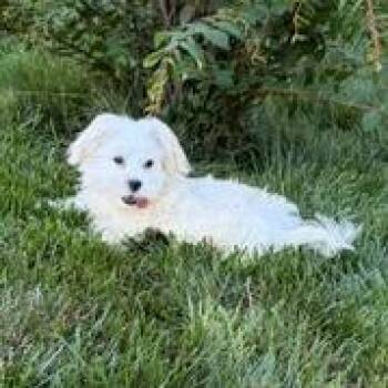 Waldorf -  Maltese Dog for Adoption in Cincinnati, Ohio - Waldorf | PetCurious