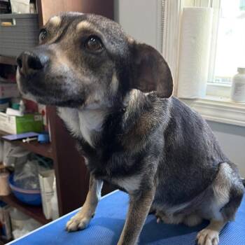 Miniature Pinscher and Mixed Breed Dogs Available for Adoption in Hohenwald, Tennessee - Mutt | PetCurious