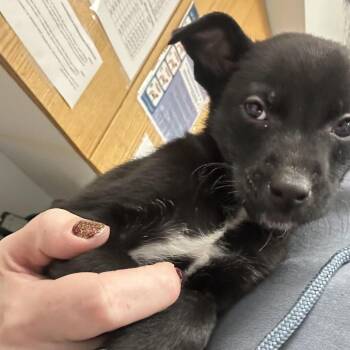 Chihuahua Dogs Available for Adoption - Bernadette | PetCurious