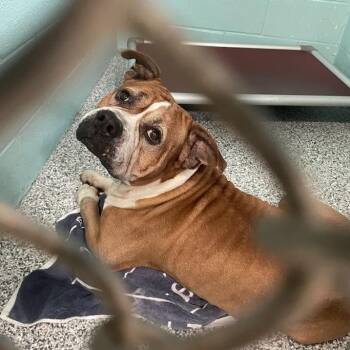 Mixed Breed Dogs Available for Adoption in Port Charlotte, Florida - Zeus | PetCurious