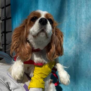 Cavalier King Charles Spaniel Dogs Available for Adoption in Campton Hills, Illinois - Frieda | PetCurious