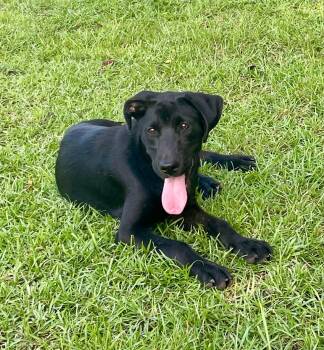 Creed -  Labrador Retriever Dog for Adoption in Blountstown, Florida - Creed | PetCurious