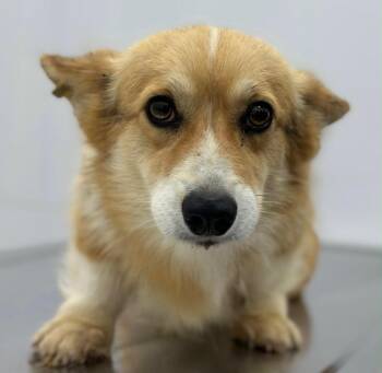 Elizabeth -  Corgi Dog for Adoption in New York, New York - Elizabeth | PetCurious