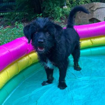 Pink -  Labradoodle and Cattle Dog Dog for Adoption in Phoenixville, Pennsylvania - Pink | PetCurious