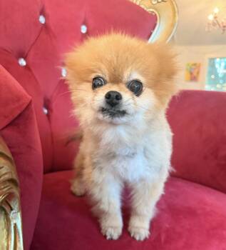 Scruffles -  Pomeranian Dog Available for Adoption in Santa Rosa, California - Scruffles | PetCurious