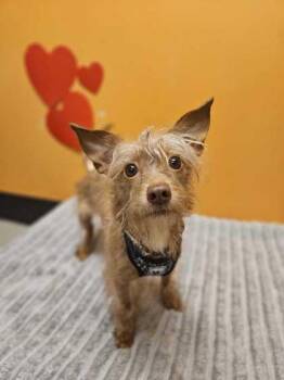 Mixed Breed Dogs Available for Adoption in Bellingham, Washington - Lemon | PetCurious