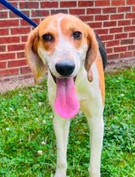 Waylon -  Hound and Mixed Breed Dog for Adoption in Chester, Maryland - Waylon | PetCurious