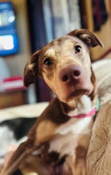 Hound and Chocolate Labrador Retriever Dogs Available for Adoption in Stoughton, Wisconsin - Rosey | PetCurious