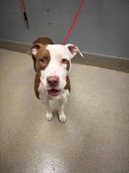 Rescue Pit Bull Terrier Dogs for Adoption in Las Vegas, Nevada - SOPHIE | PetCurious