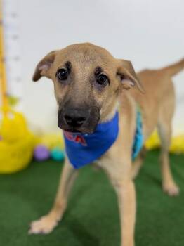 Queso-One of our Amazing Rescue Dogs -  Black Mouth Cur and Labrador Retriever Dog for Adoption in Carlsbad, California - Queso-One Of Our Amazing Rescue Dogs | PetCurious