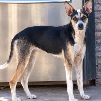 Pebbles -  Cattle Dog Dog for Adoption in Escondido, California - Pebbles | PetCurious