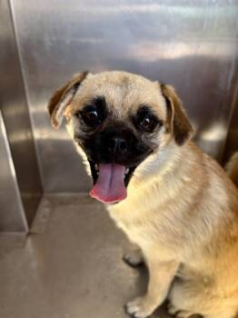 Betsy -  Pug Dog for Adoption in Victorville, California - Betsy | PetCurious