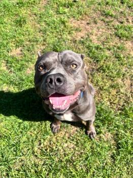 Hippo (JAX) -  American Bulldog Dog for Adoption in Muskegon, Michigan - Hippo (JAX) | PetCurious